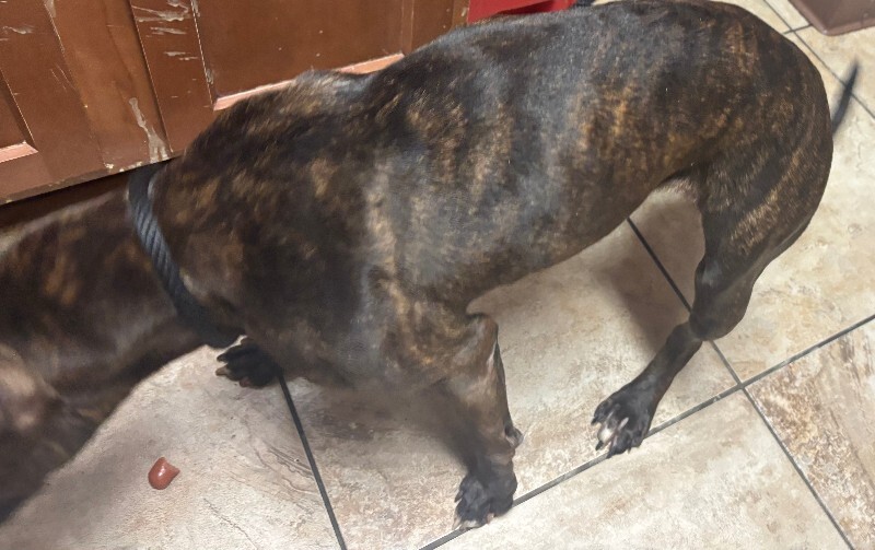 View Dipper the Dog Photo #4