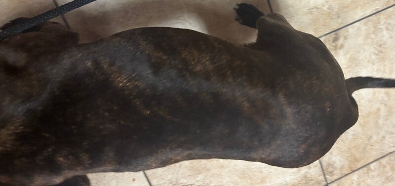 View Dipper the Dog Photo #3