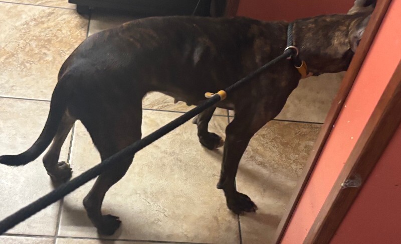 View Dipper the Dog Photo #2