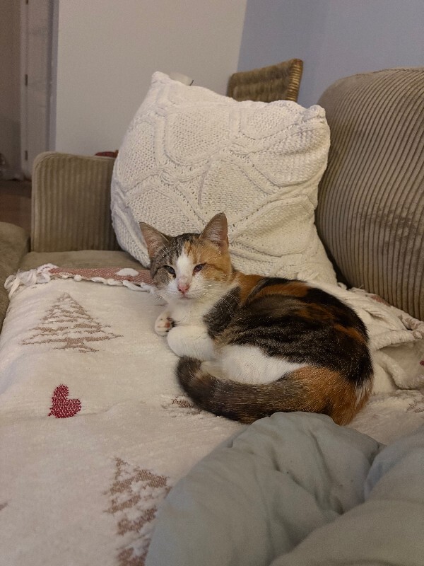 IMG 3259 reagan gick