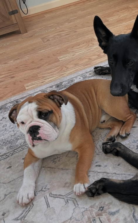 Screenshot 2026 01 18 at 5.14.47 PM