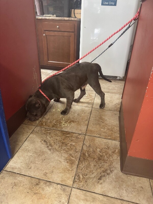 View Boosie the Dog Photo #3