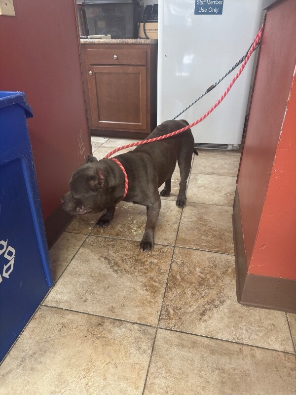 View Boosie the Dog Photo #2