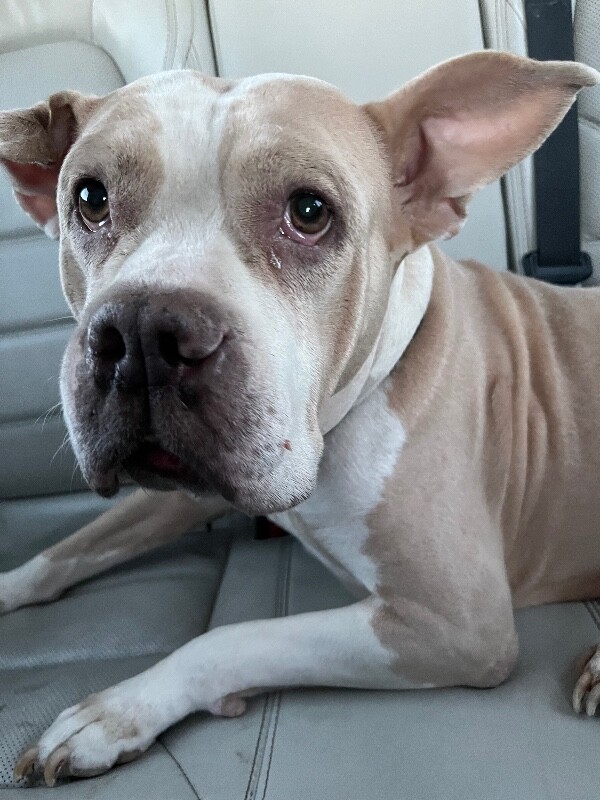 Learn More About Bellina IMG 3454