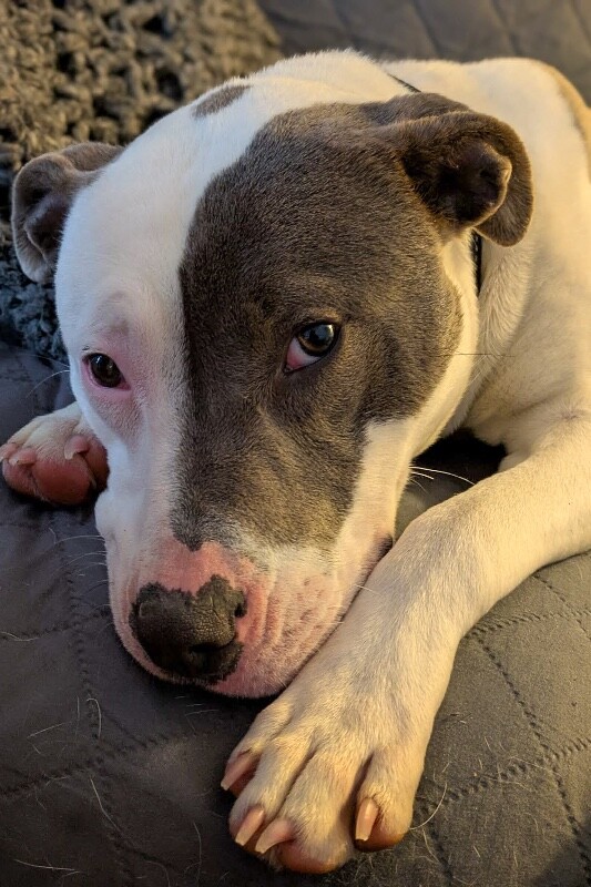 View Bahama the Dog Photo #4