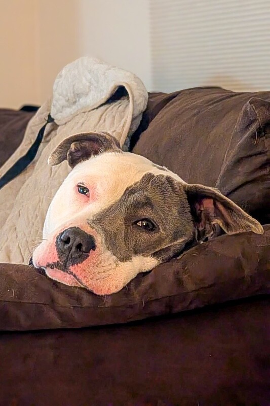 View Bahama the Dog Photo #3