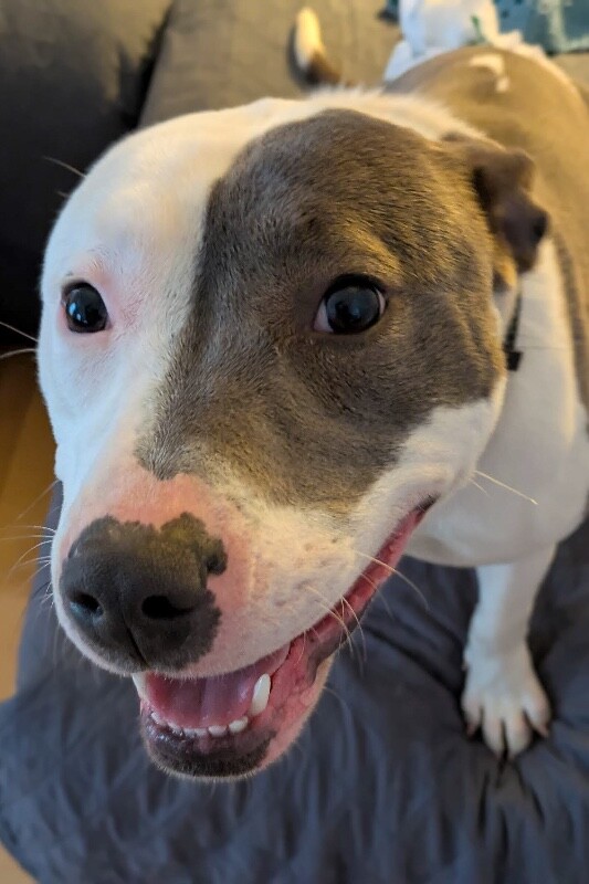 View Bahama the Dog Photo #2