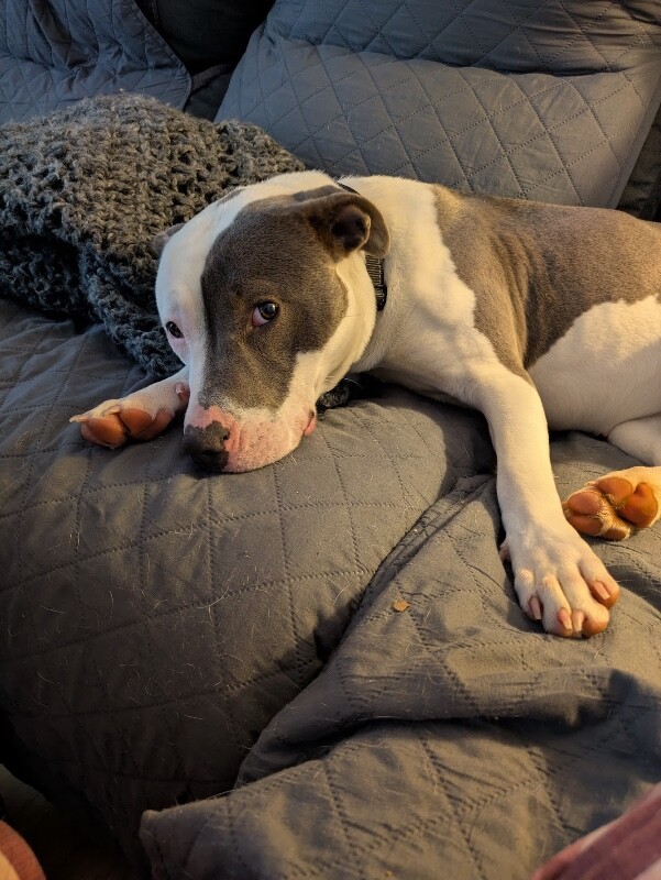 View Bahama the Dog Photo #5