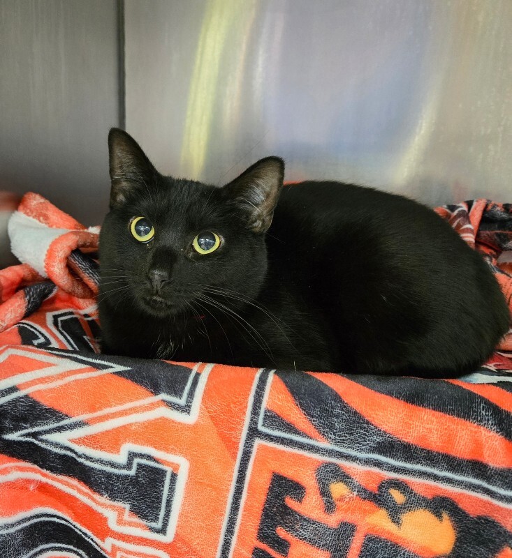 View Pickled Pear the Cat Photo #3