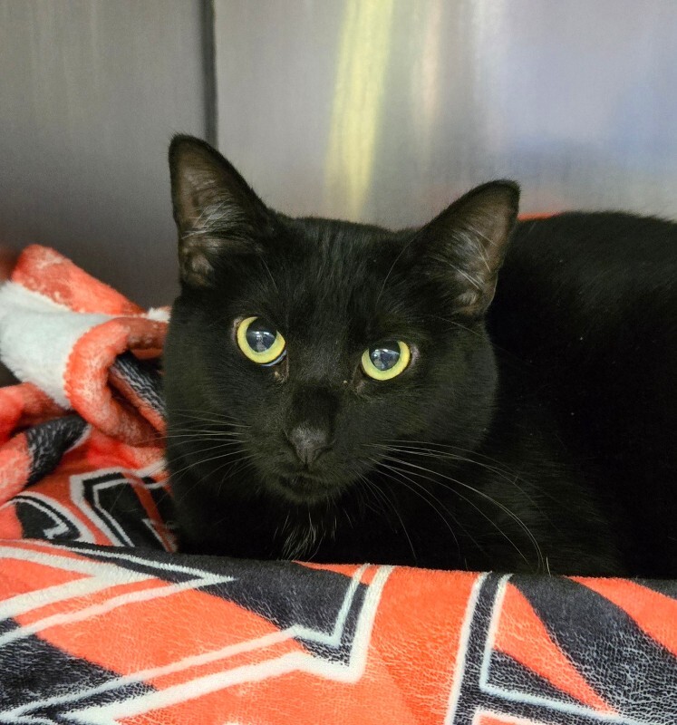 View Pickled Pear the Cat Photo #2