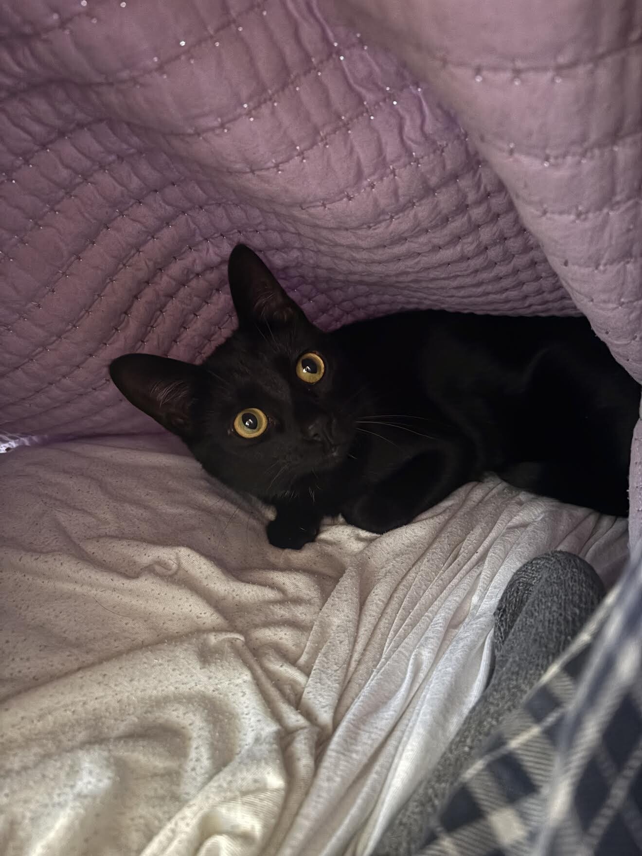 View Rosalina the Cat Photo #10