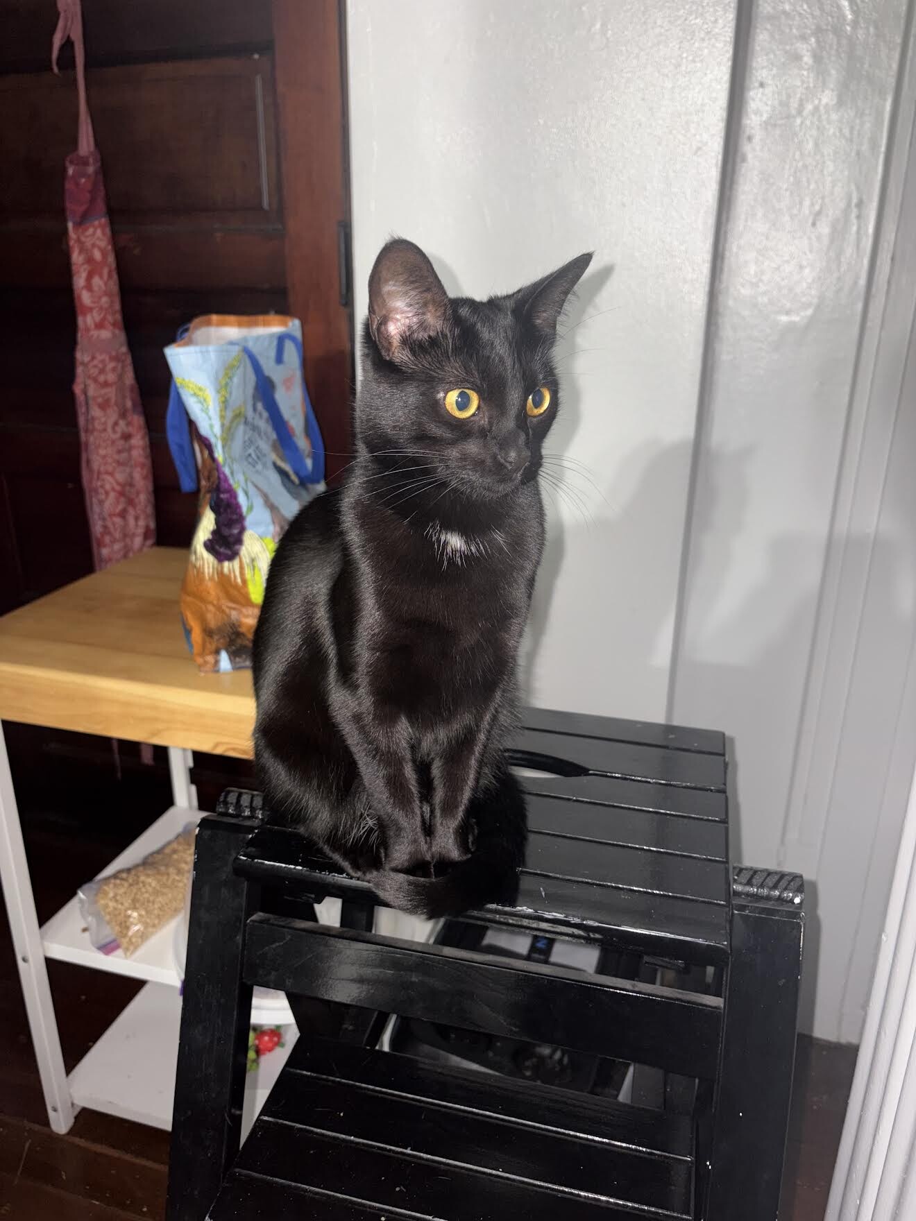 View Rosalina the Cat Photo #2