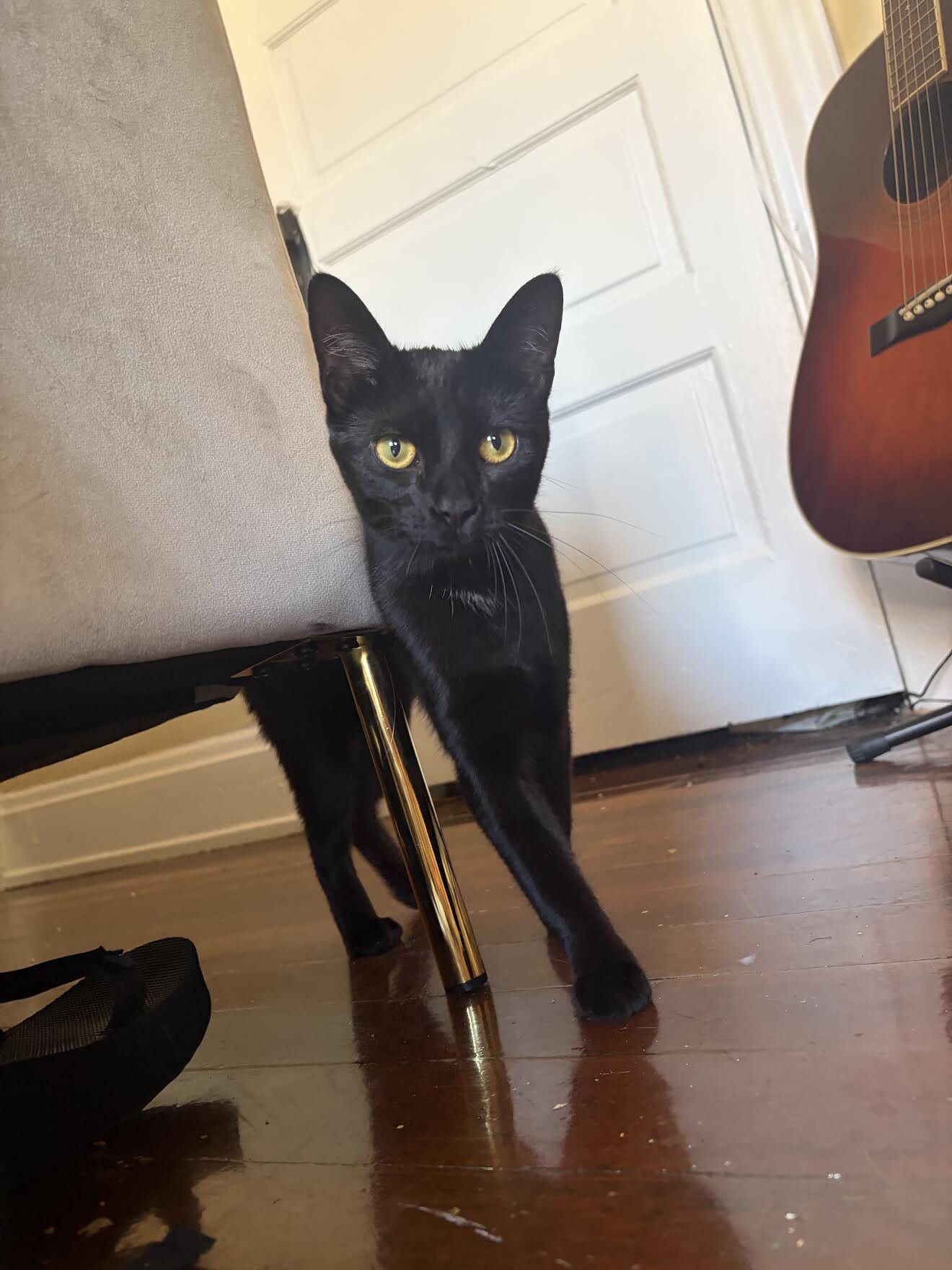View Rosalina the Cat Photo #3