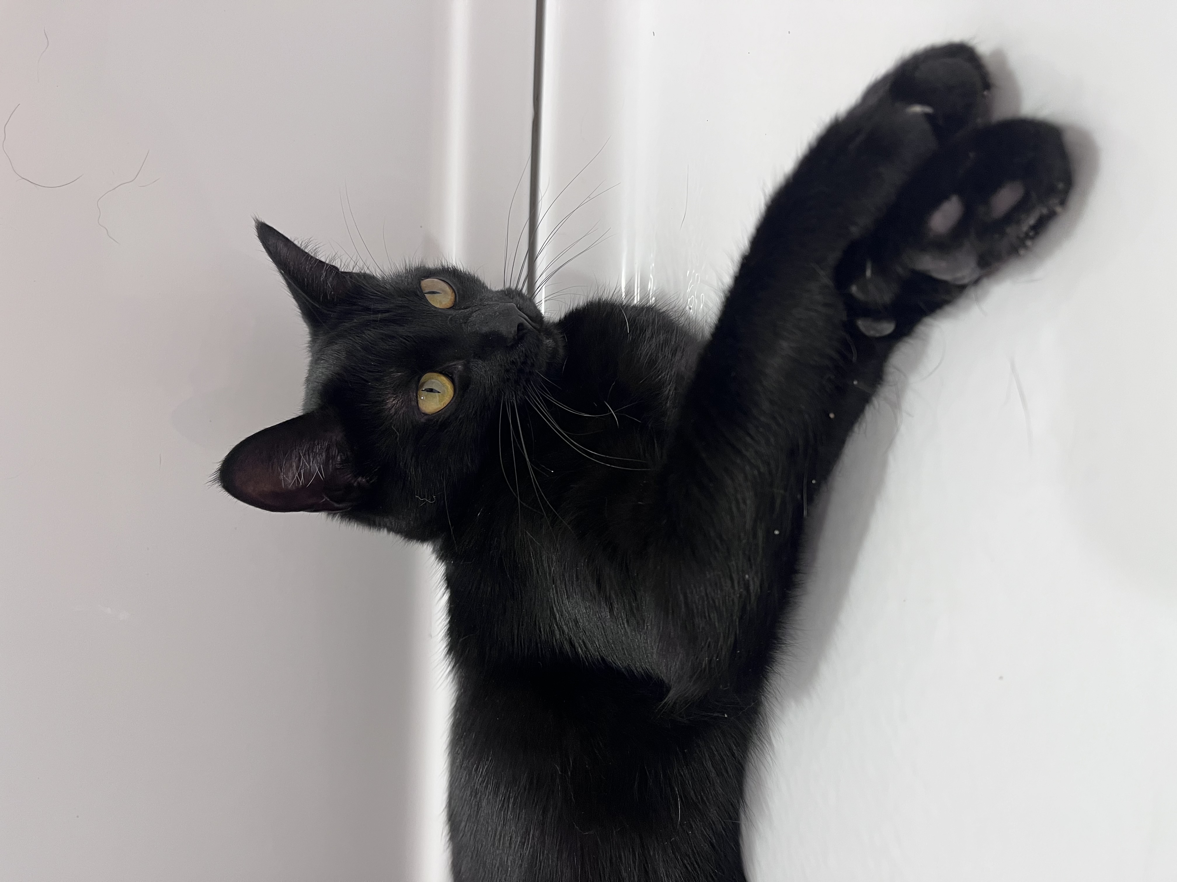View Rosalina the Cat Photo #6