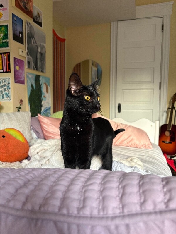 Learn More About Rosalina Rosalina - Cat