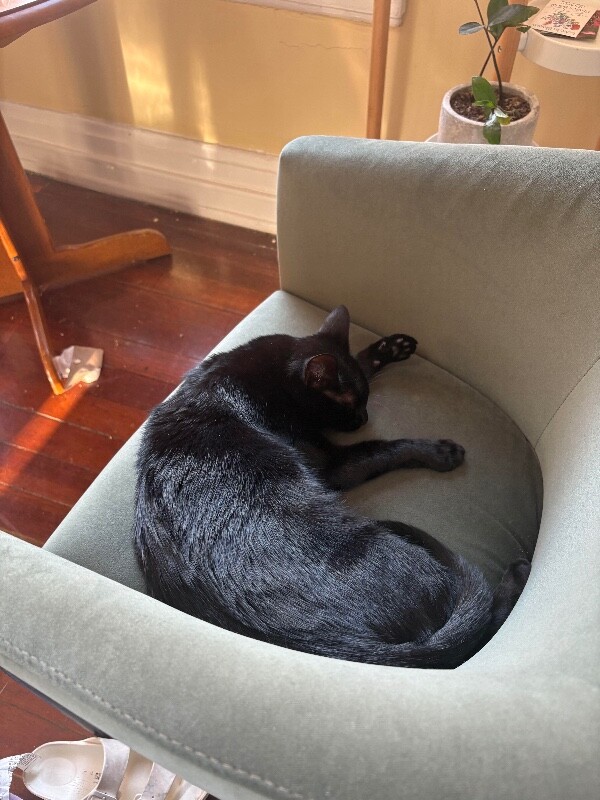 View Rosalina the Cat Photo #3