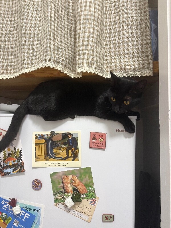 View Rosalina the Cat Photo #7