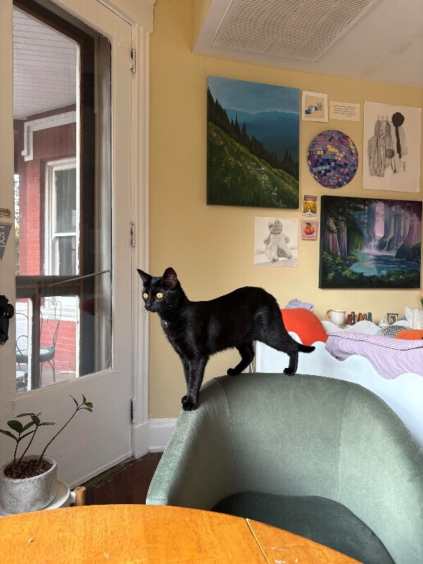 View Rosalina the Cat Photo #2