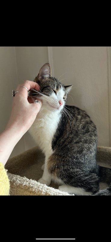 View Toot the Cat Photo #2