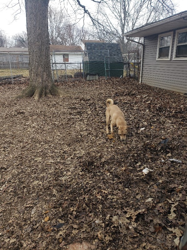 View Joker the Dog Photo #2