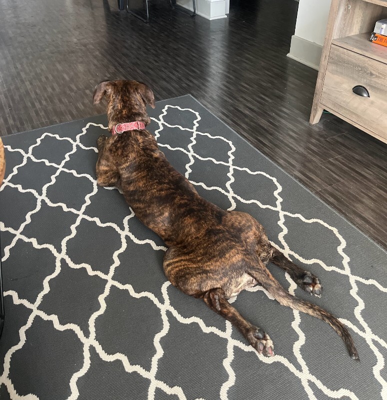 View Alaska the Dog Photo #4