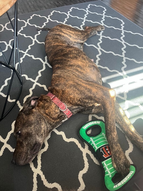 View Alaska the Dog Photo #2