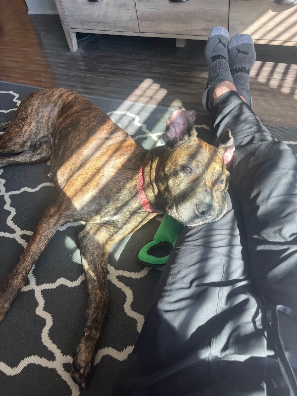 View Alaska the Dog Photo #3