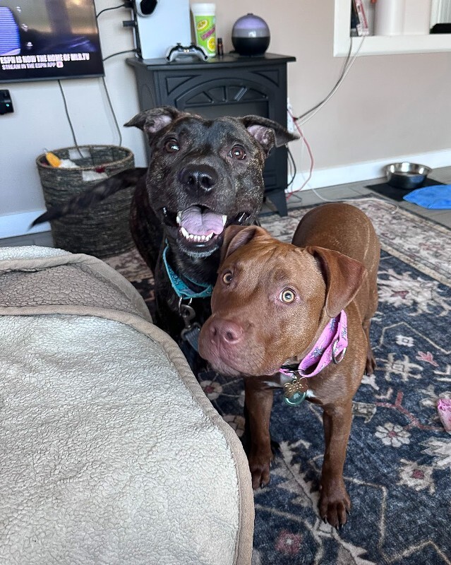 View Doigie the Dog Photo #2