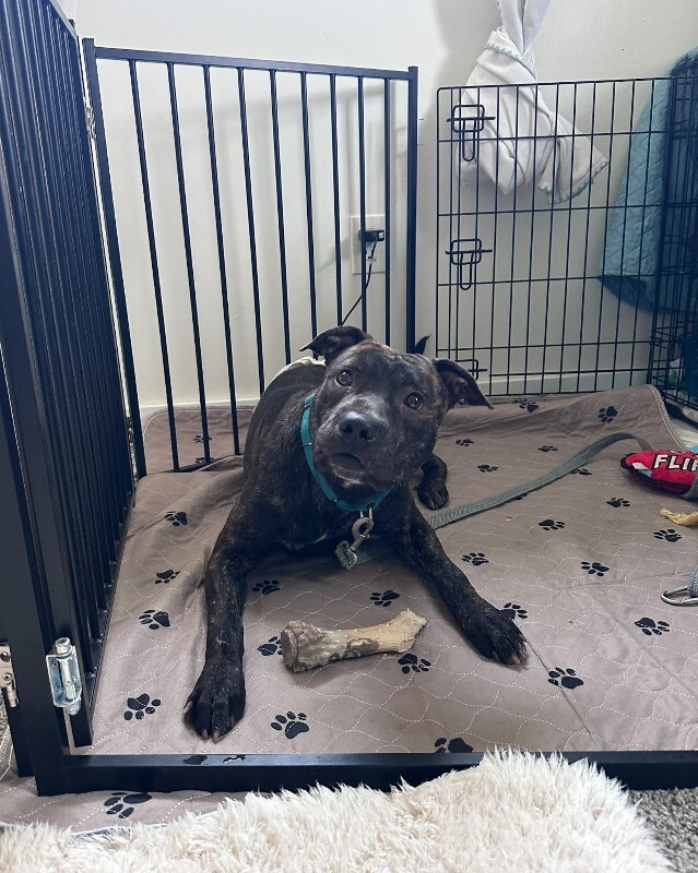 View Doigie the Dog Photo #5