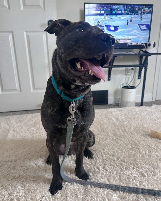 View Doigie the Dog Photo #3