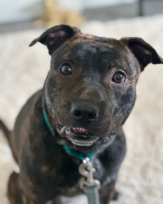 View Doigie the Dog Photo #4