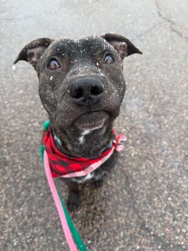 View Doigie the Dog Photo #7