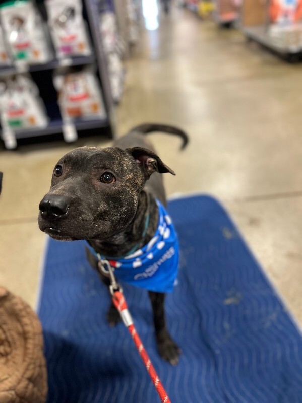 View Doigie the Dog Photo #8