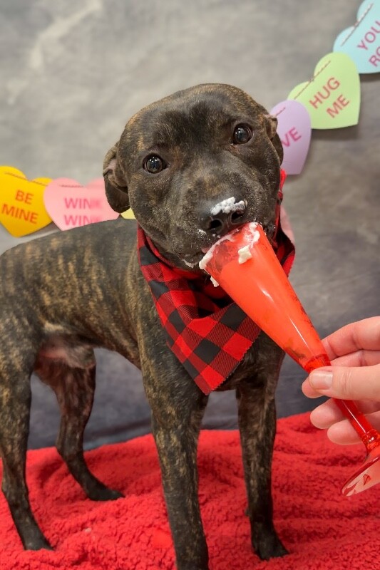 View Doigie the Dog Photo #9