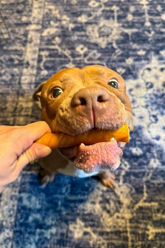 View Rec the Dog Photo #11