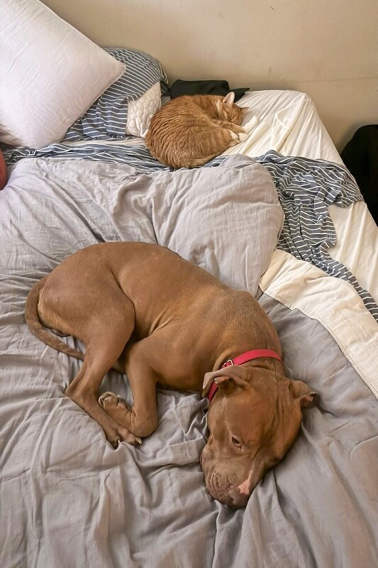 View Rec the Dog Photo #10