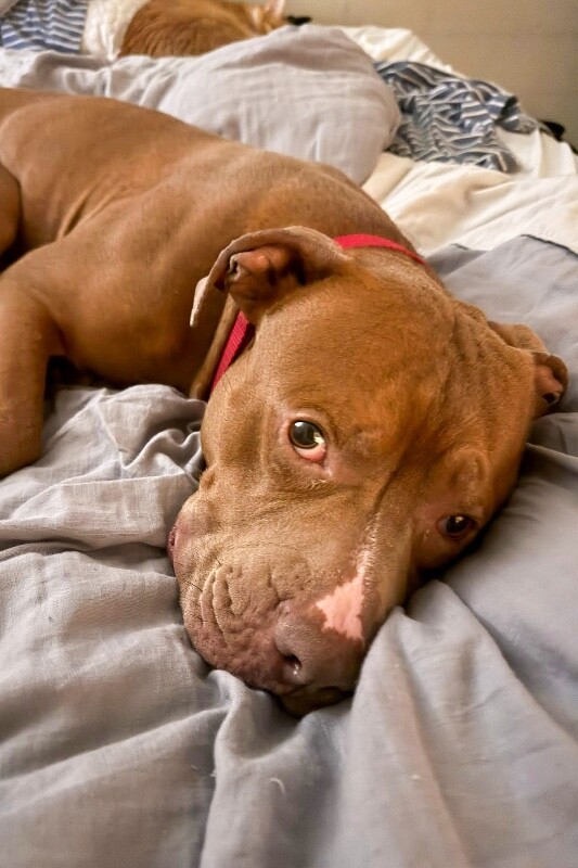 View Rec the Dog Photo #4