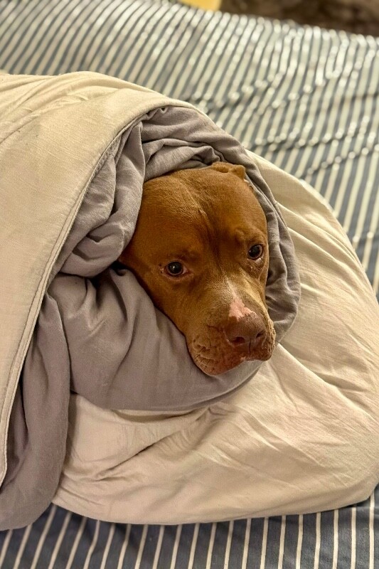 View Rec the Dog Photo #12