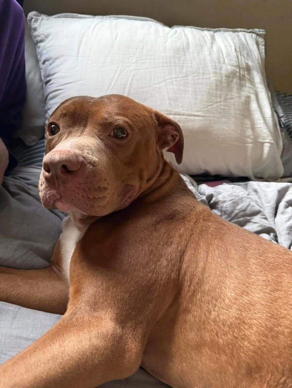 View Rec the Dog Photo #18