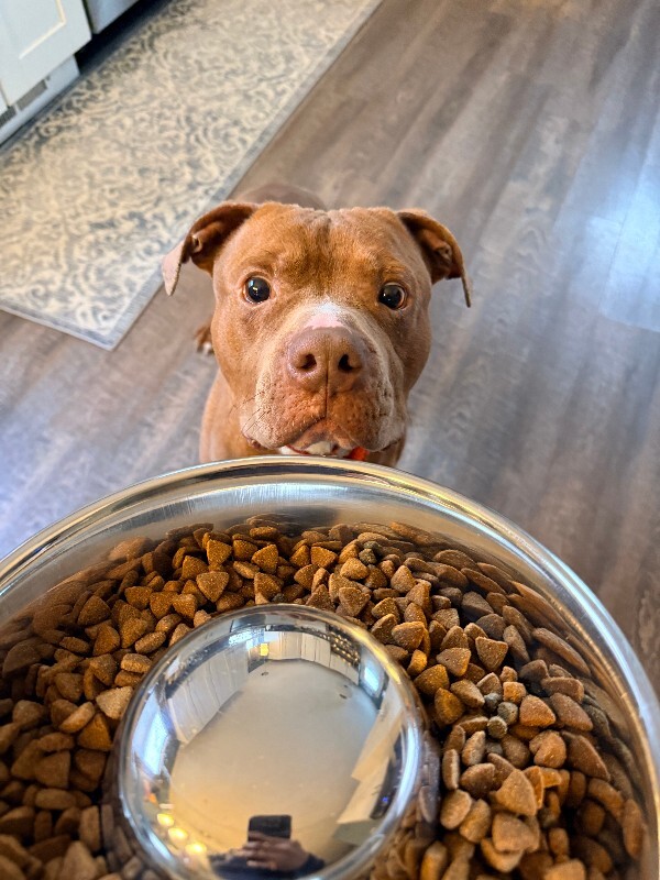 View Rec the Dog Photo #8