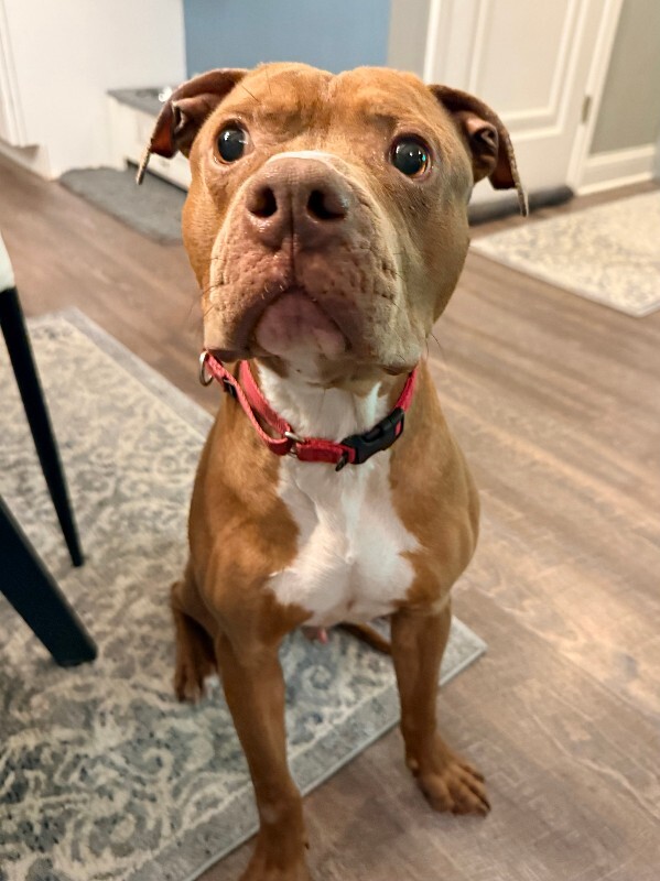 View Rec the Dog Photo #5