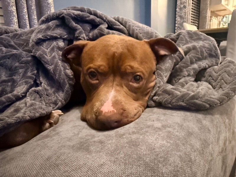 View Rec the Dog Photo #9