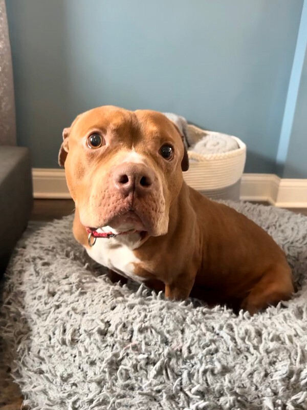 View Rec the Dog Photo #6