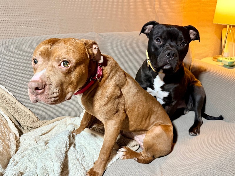 View Rec the Dog Photo #7