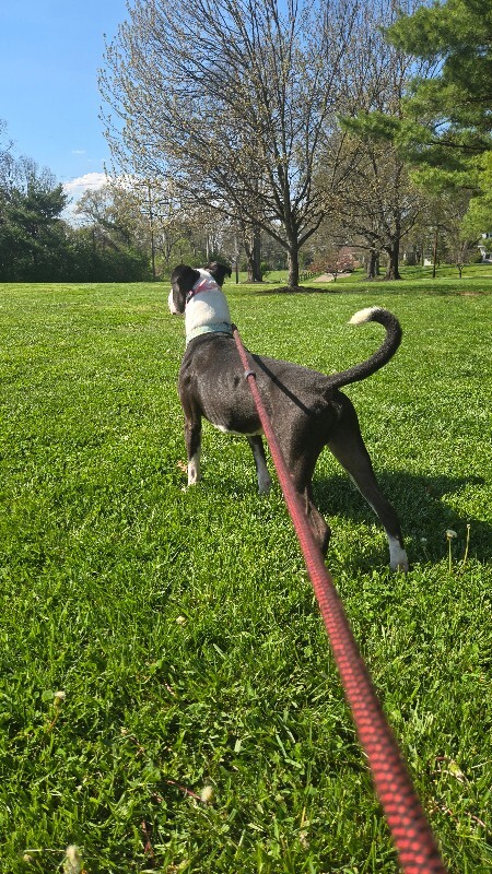 View Banana the Dog Photo #5