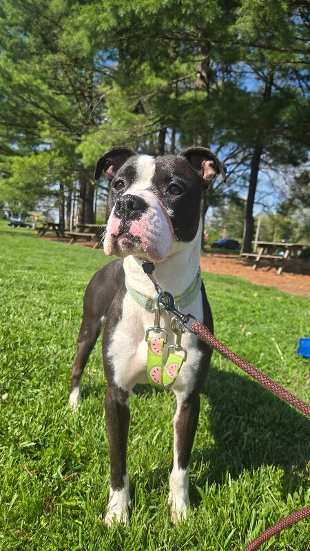 Learn More About Banana Banana - Dog