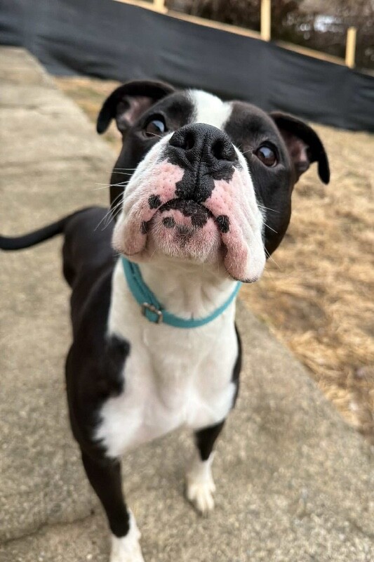 View Banana the Dog Photo #10