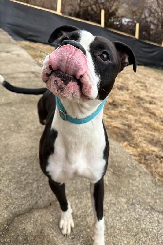 View Banana the Dog Photo #3