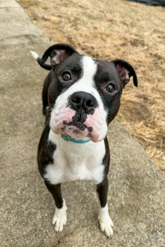 View Banana the Dog Photo #5