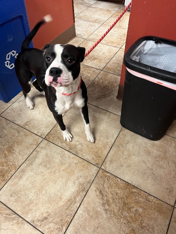 View Banana the Dog Photo #4